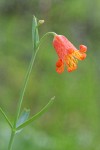 Red Bells blossom