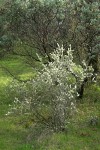 Buckbrush