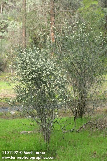 Ceanothus cuneatus