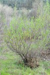 Red Willow (male)