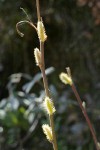 Brewer's Willow male aments