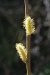 Brewer's Willow male aments detail