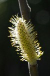 Brewer's Willow male ament detail