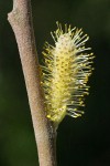 Brewer's Willow male ament detail