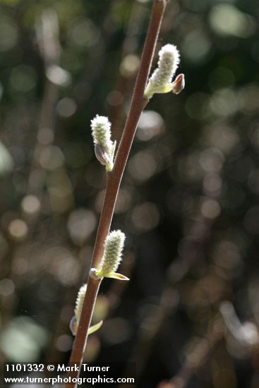 Salix breweri