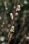 Brewer's Willow female aments