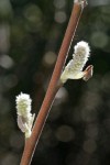 Brewer's Willow female aments