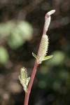 Brewer's Willow female aments