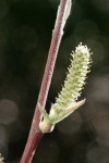 Brewer's Willow female ament detail