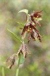 Spotted Mountain Bells