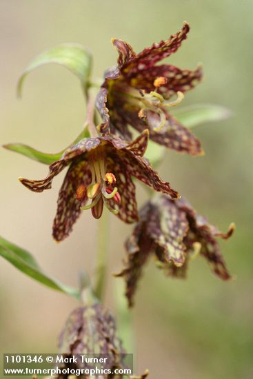 Fritillaria atropurpurea