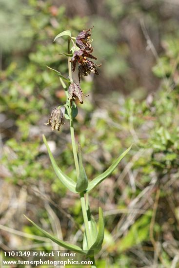 Fritillaria atropurpurea