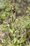 Spotted Mountain Bells