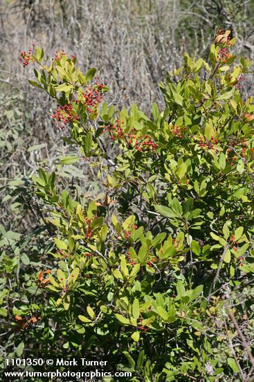 Heteromeles arbutifolia