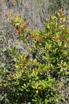 Toyon w/ previous year's fruit