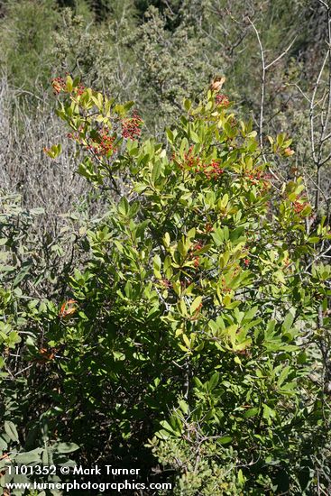 Heteromeles arbutifolia