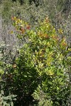 Toyon w/ previous year's fruit