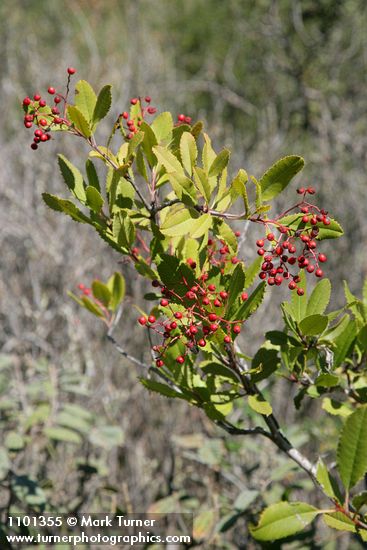 Heteromeles arbutifolia