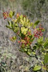 Toyon foliage w/ previous year's fruit