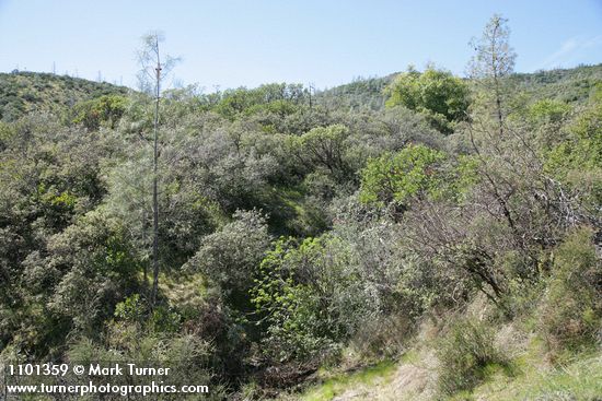 Aesculus californica; Ceanothus cuneatus; Quercus sp.; Arctostaphylos patula; Pinus sabiniana