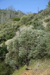 Sticky Whiteleaf Manzanita