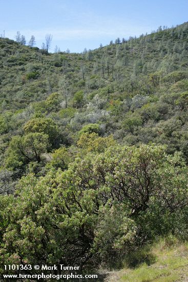 Arctostaphylos viscida; Pinus sabiniana