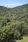 Sticky Whiteleaf Manzanita in chaparral