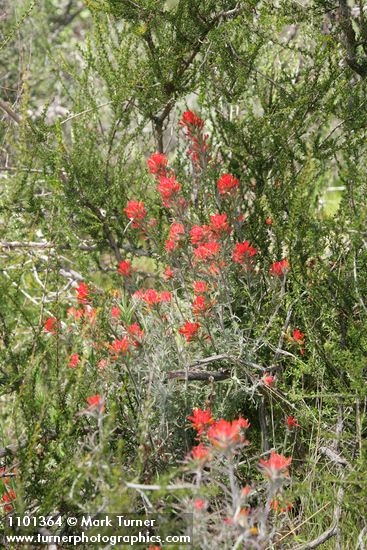 Castilleja foliolosa