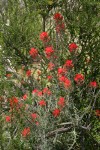 Woolly Paintbrush