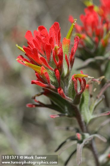 Castilleja foliolosa