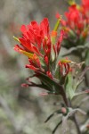 Woolly Paintbrush bracts & blossoms detail