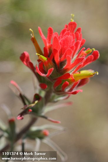 Castilleja foliolosa