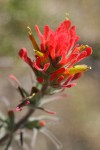 Woolly Paintbrush bracts & blossoms detail