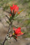 Woolly Paintbrush bracts & blossoms