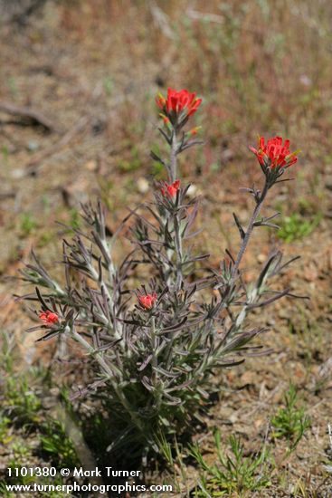 Castilleja foliolosa