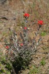 Woolly Paintbrush