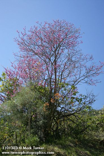 Cercis orbiculata (Cercis occidentalis)