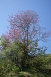 California Redbud against blue sky