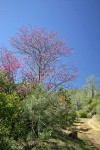 California Redbud beside dirt road