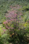 California Redbud w/ chaparral bkgnd