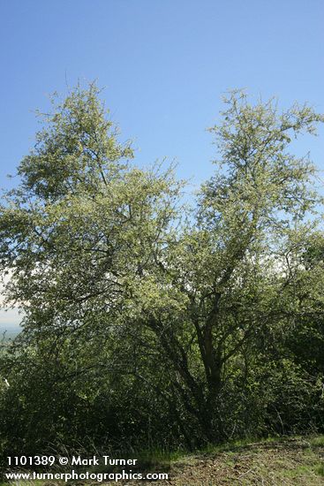 Cercocarpus montanus var. glaber (Cercocarpus betuloides)