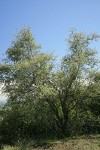 Birchleaf Mountain Mahogany