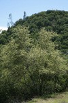 Birchleaf Mountain Mahogany