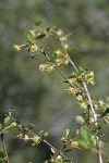 Birchleaf Mountain Mahogany blossoms & foliage