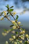 Birchleaf Mountain Mahogany blossoms & foliage