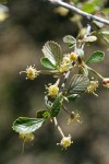 Birchleaf Mountain Mahogany blossoms & foliage