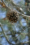 Grey (Ghost) Pine cone