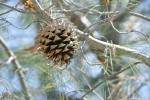 Grey (Ghost) Pine cone