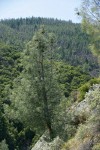 Grey (Ghost) Pine