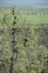 Grey (Ghost) Pine cones at top of tree